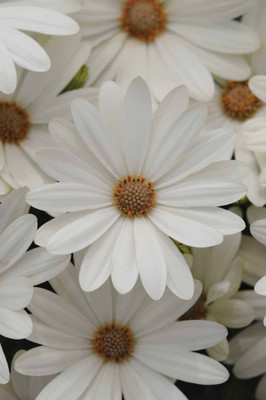 XOLDA Exotic daisy white Seed(26 per packet)