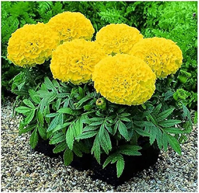 ibains Seeds marigold mixed Seed(44 per packet)