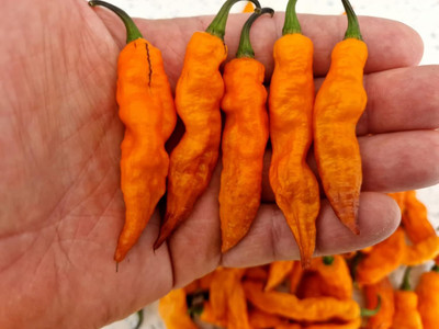 Biosnyg F1 Hybrid Orange Tiger Chilli Seeds for Home Gardening-(2000 Seeds) Seed(2000 per packet)