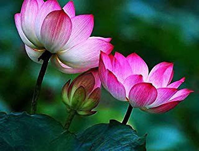 MAA Lotus Seed(31 per packet)