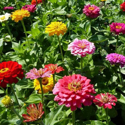 Lorvox Zinnia 'Scabiosa Flowered Seed(80 per packet)