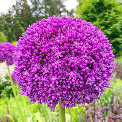 KNESSiN Easy to Grow Blue Purple Giant Onion Seeds For Kitchen Gardening-(600 Seeds) Seed(600 per packet)