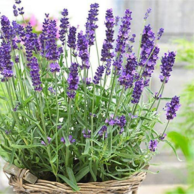 VibeX ® VXI-256 Old Fashioned English Lavender Vera Seed(500 per packet)