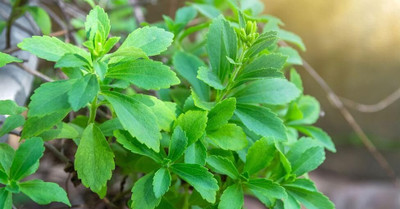 LPR TULSI, BASIL SEEDS Seed(200 per packet)