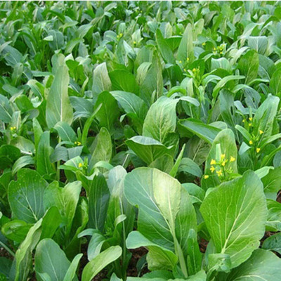 WILLVINE ROX -IV Choy Sum Yu Choy Chinese Cabbage Seeds [5g] Seed(1500 per packet)