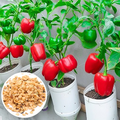 Seedsilk Capsicum For Home Garden Seed(40 per packet)