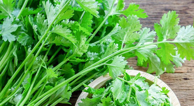 VibeX TLX-41 - Single Italian Parsley - (750 Seeds) Seed(750 per packet)