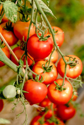 SHASHWAT CREATION tomato Seed(130 per packet)