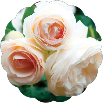 CYBEXIS XLL-35 - White Eden Climbing Rose - (300 Seeds) Seed(300 per packet)