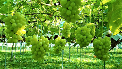 Aywal Green Grabes Hybrid Fruit Seed(85 per packet)