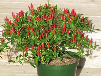 TRICONE Hot Papper Hybrid Sorthi 29 Chilli Mirch 1000 Seeds R6 Seed(1000 per packet)