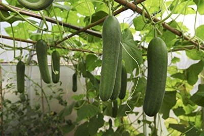 Qualtivate ICRA-8A Green Cucumber Organic F1 Hybrid Seed(300 per packet)