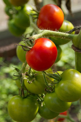Vietrian tomato Seed(110 per packet)