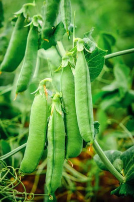CRGO PEA , MATAR Seed(160 per packet)