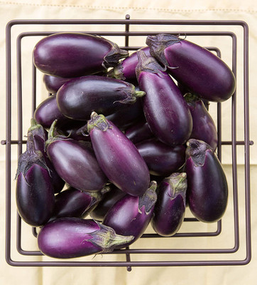 WILLVINE HUA-509 F1 Hybrid Brinjal Bengan Seeds Seed(200 per packet)