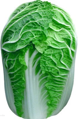 KNESSiN Chinese Cabbage Seed(1250 per packet)