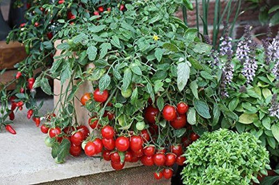 Qualtivate EXL-4AT Patio Tomato F1 Hybrid Seed(300 per packet)