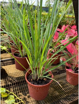 Avysa Lemon Grass Citronella Grass Herb Plants for Home Garden Seed(300 per packet)