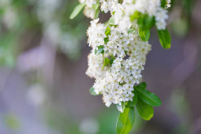 MAA gypsophila flower Seed(50 per packet)