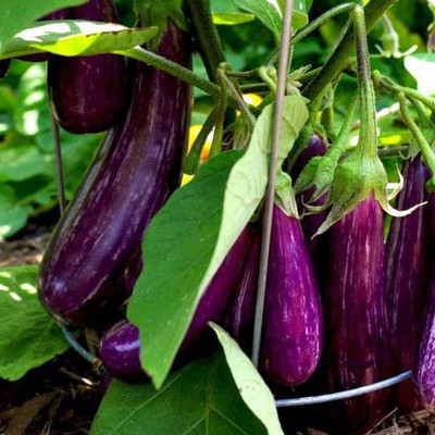 UGRA Brinjal Seed(2000 per packet)