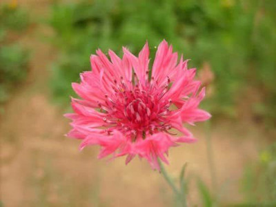 ACCELCROP CORNFLOWER MIXED FLOWER Seed(50 per packet)