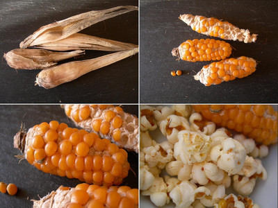 KNESSiN Pop Corn Maize Seed(200 per packet)