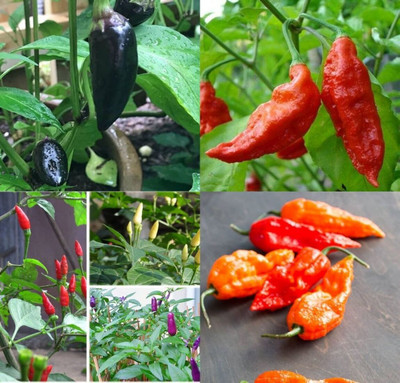ibains Green chilli seed beez 42 Seed(42 per packet)