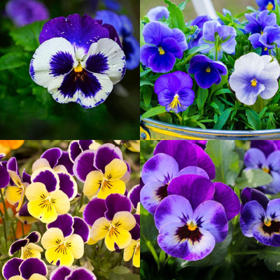 ibains Pansy flower seeds for garden 38 Seed(38 per packet)