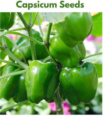 GrinCom Seeds Capsicum Seeds, Capsicum, Shimla Mirch Seeds, Shimla Mirch, Chilli Seeds Seed(50 per packet)
