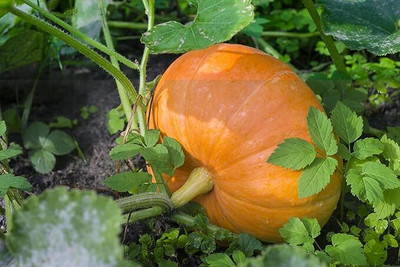 SRKR AGRO Indian Hybrid Pumpkin Seeds / Kaddu Beej / Kumro Dana Seed(22 per packet)