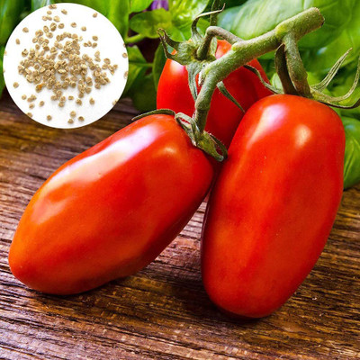CYBEXIS Hybrid Sweet Tomato Seeds 2000 Seeds Seed(2000 per packet)