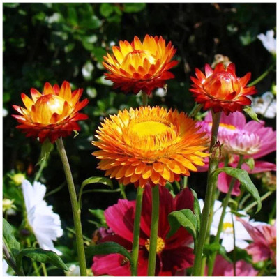 KANAYA Helichrysum Flower Seed(95 per packet)