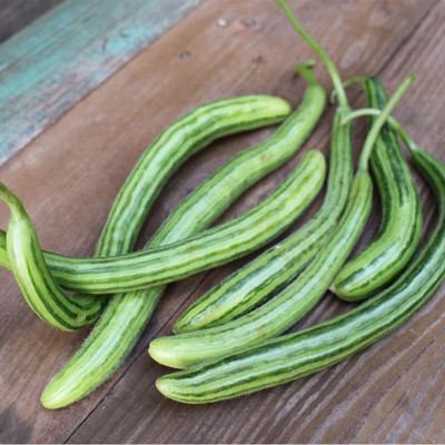 CYBEXIS XLR-6 - Certified Organic Painted Serpent Cucumber - (450 Seeds) Seed(450 per packet)