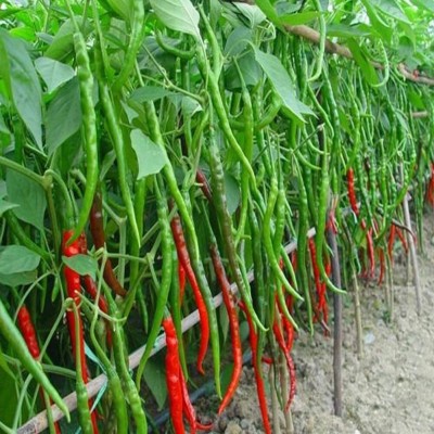 AloGardening ® Long Red Slim Chilli Seeds Seed(500 per packet)