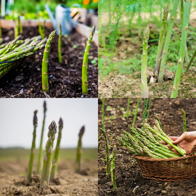 ibains Organic asparagus seeds bij 50 Seed(50 per packet)
