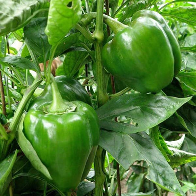 GREENSEA Sweet Italian Capsicum vegetables Seed(60 per packet)