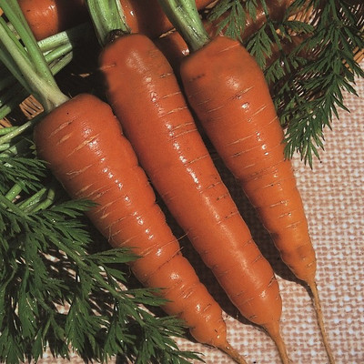 CYBEXIS King Chantenay Imported Carrot Variety2000 Seeds Seed(2000 per packet)