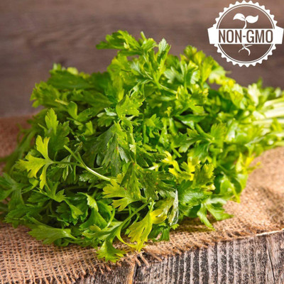 CYBEXIS GBPUT-27 - Parsley - Italian Giant - (750 Seeds) Seed(750 per packet)