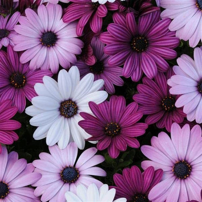 Aywal Osteospermum F1 Hybrid Flower Seed(15 per packet)