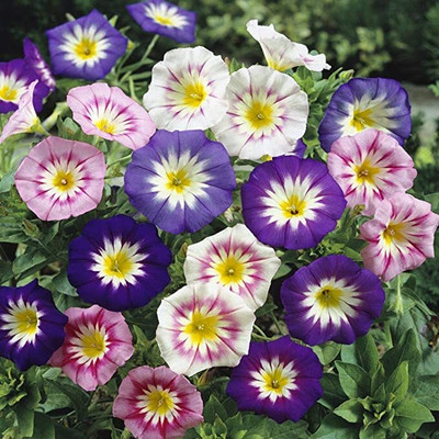 ACCELCROP Morning Glory Ipomoea Seiryu Blue Dragon Seed(100 per packet)