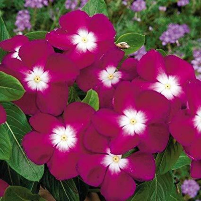 Aywal Vinca Deep Red/ Sadabahar Seed(60 per packet)