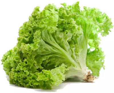 Quentova Lettuce Vegetables Salad Iceberg Lettuce-VXL-2I Seed(250 per packet)