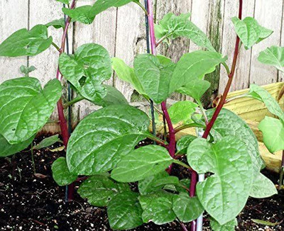 CYBEXIS XLR-23 - Malabar Red Stem Spinach Phooi Leaf - (250 Seeds) Seed(250 per packet)