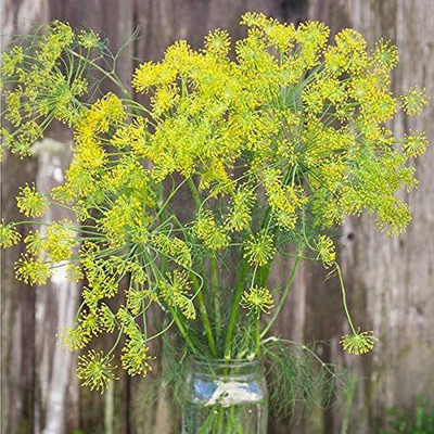CYBEXIS NBIR-76 - Fernleaf Dill - (750 Seeds) Seed(750 per packet)