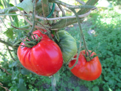 Ayurvachan tomato Seed(105 per packet)