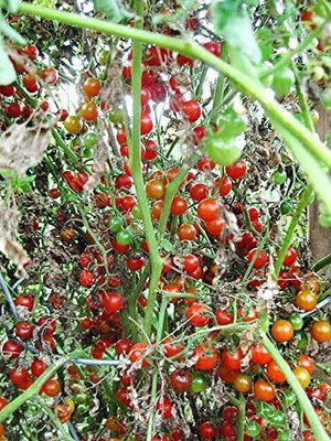 Cloud Farm PUA-8A Heirloom Non-GMO, Extra Sweet Tomato Seed(300 per packet)