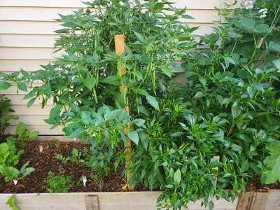 Farmonix Green HOT Pepper Chilli Seed(2500 per packet)