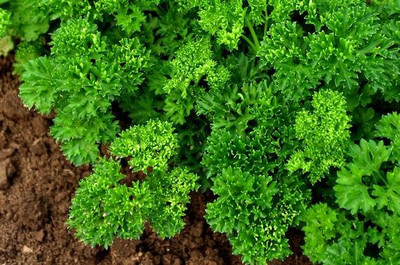 Mozette Organic Parsley Seed(48 per packet)