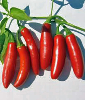 KNESSiN Non GMO Long Red Thin Serrano Pepper Seeds For Kitchen Gardening-(1200 Seeds) Seed(1200 per packet)