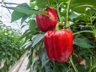 CYBEXIS KGF -3 - Big Red CAPSICUM - (150 Seeds) Seed(150 per packet)